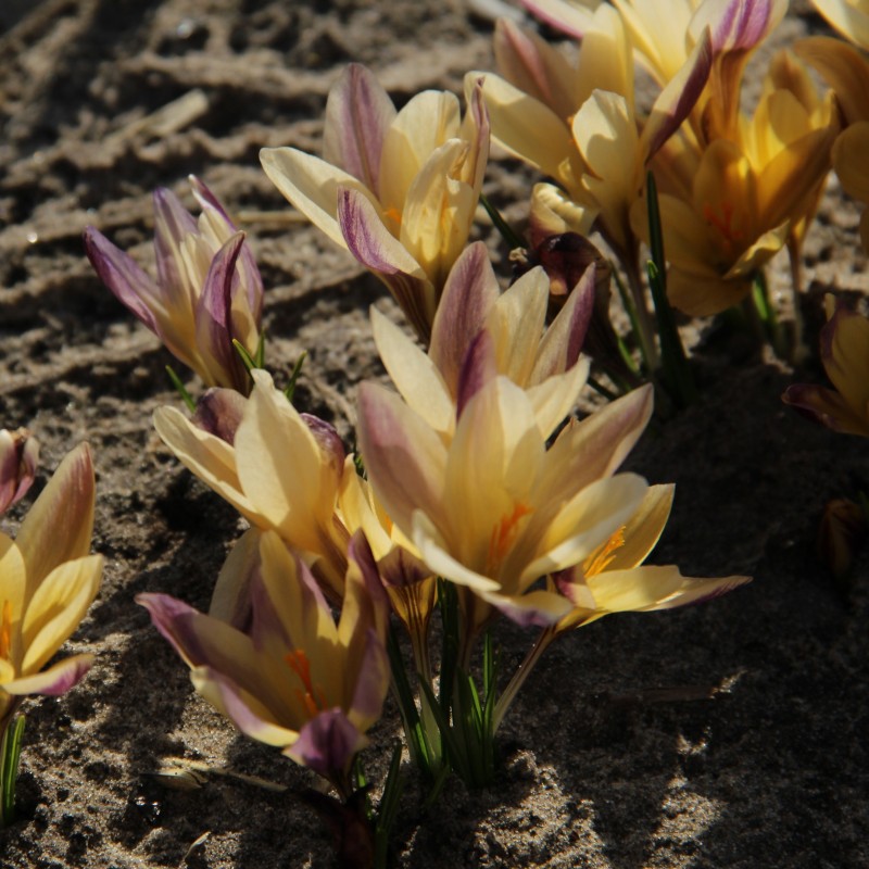 Crocus angustifolius 'Bronze Form'