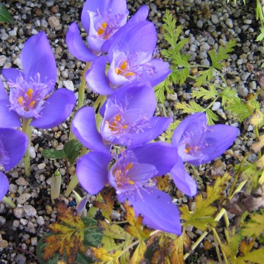 Crocus banaticus 