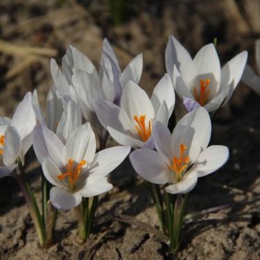 Crocus weldenii 'Fairy'