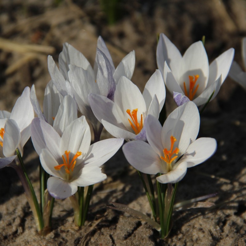 Crocus weldenii 'Fairy'