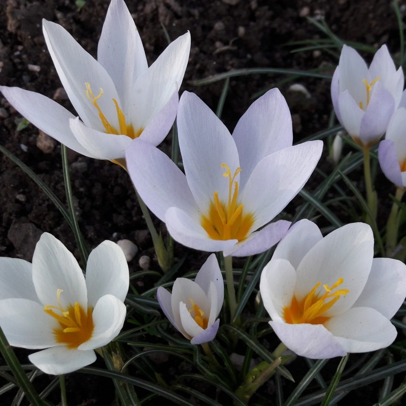 Crocus caspius