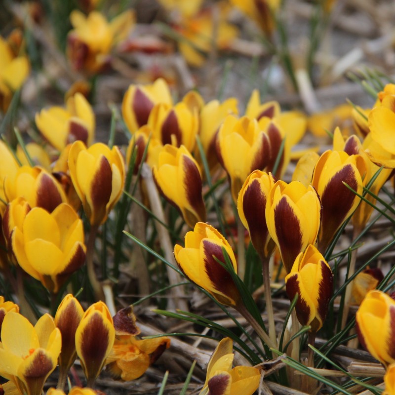 Crocus chrysanthus 'Elegance'