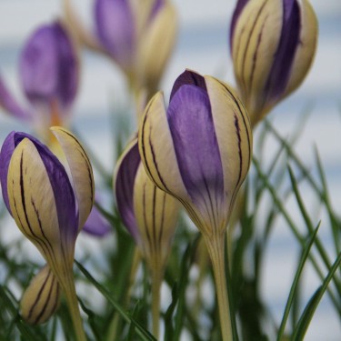 Crocus imperati subsp. imperati 'De Jager'