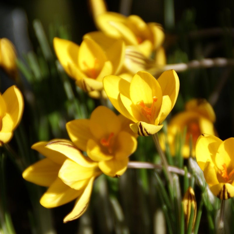 Crocus x leonidii 'Early Gold'