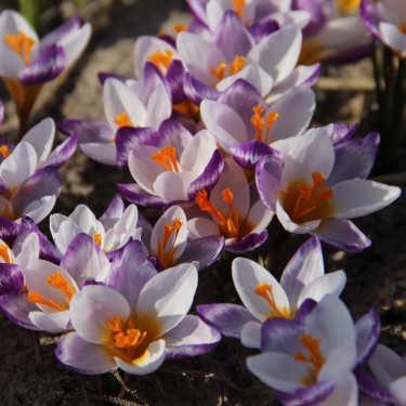 Crocus sieberi 'George'