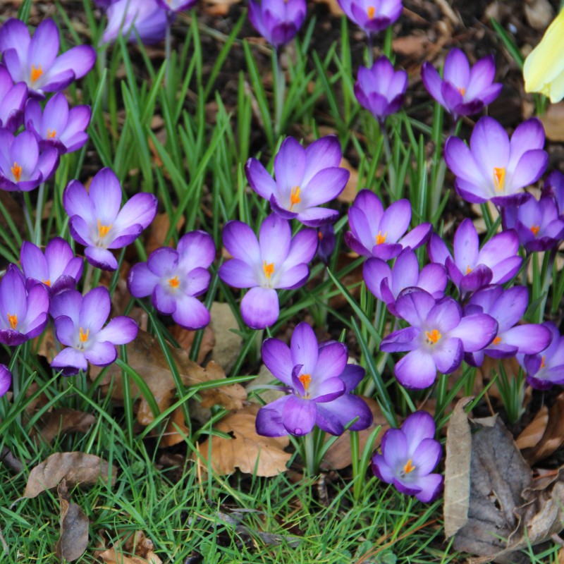 Crocus tommasinianus 'Ruby Giant' -grootverbruik-