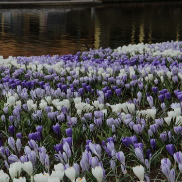 Crocus vernus -mengsel in de tinten blauw en wit-