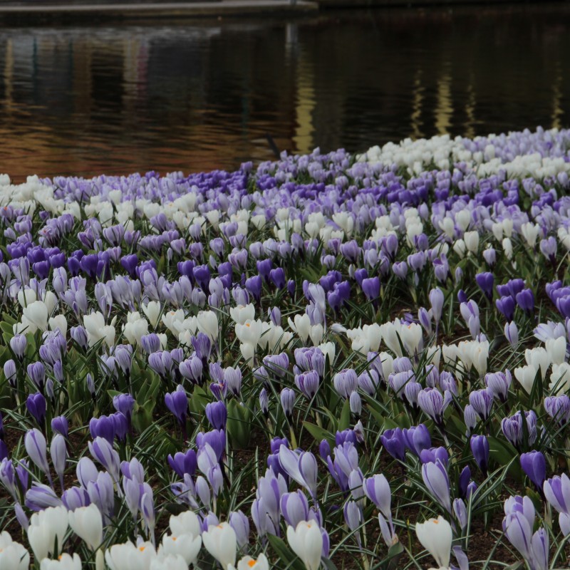 Crocus vernus -mengsel in de tinten blauw en wit-