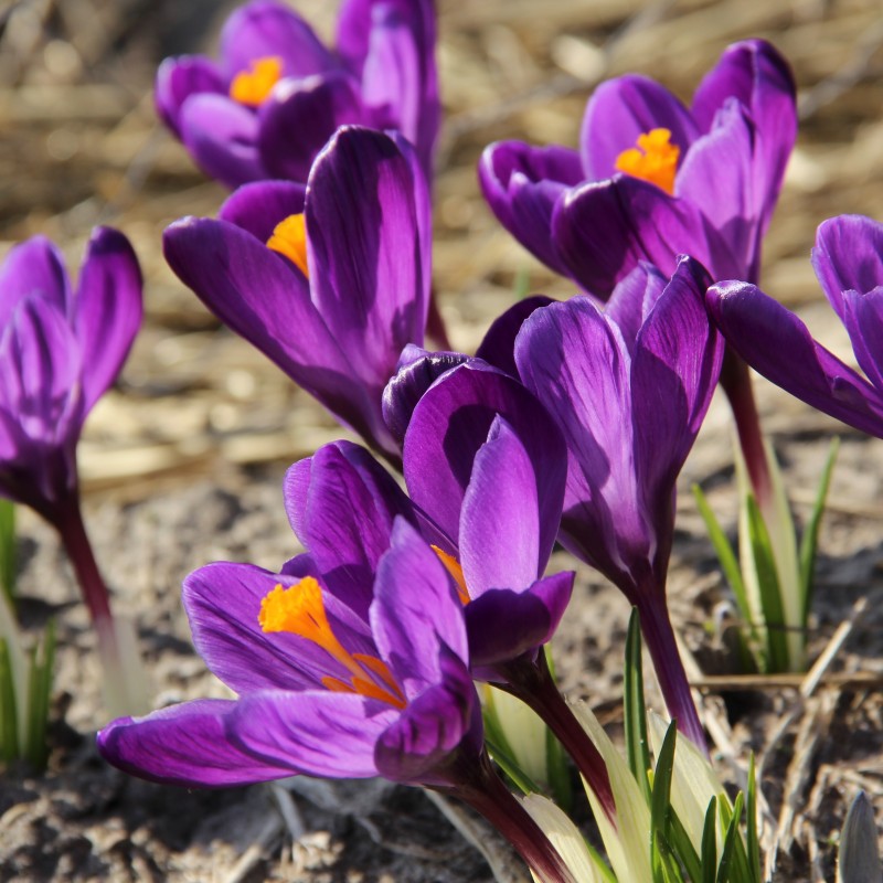 Crocus vernus 'Flower Record'