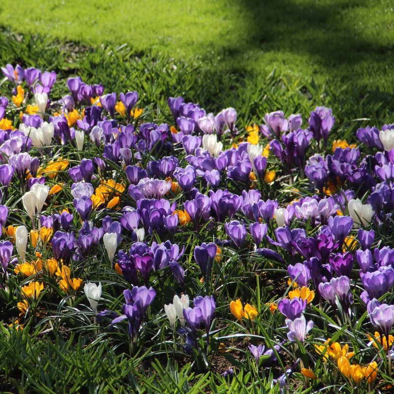 Crocus vernus -gemengd- 