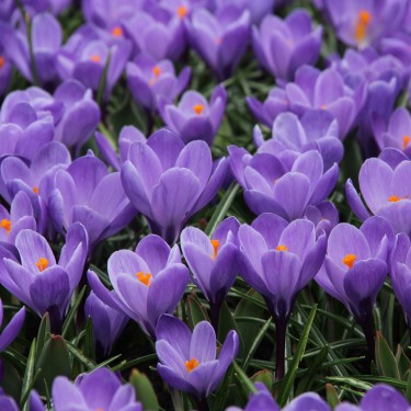 Crocus vernus 'Grand Maitre'