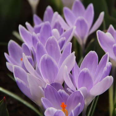 Crocus vernus 'Vanguard'