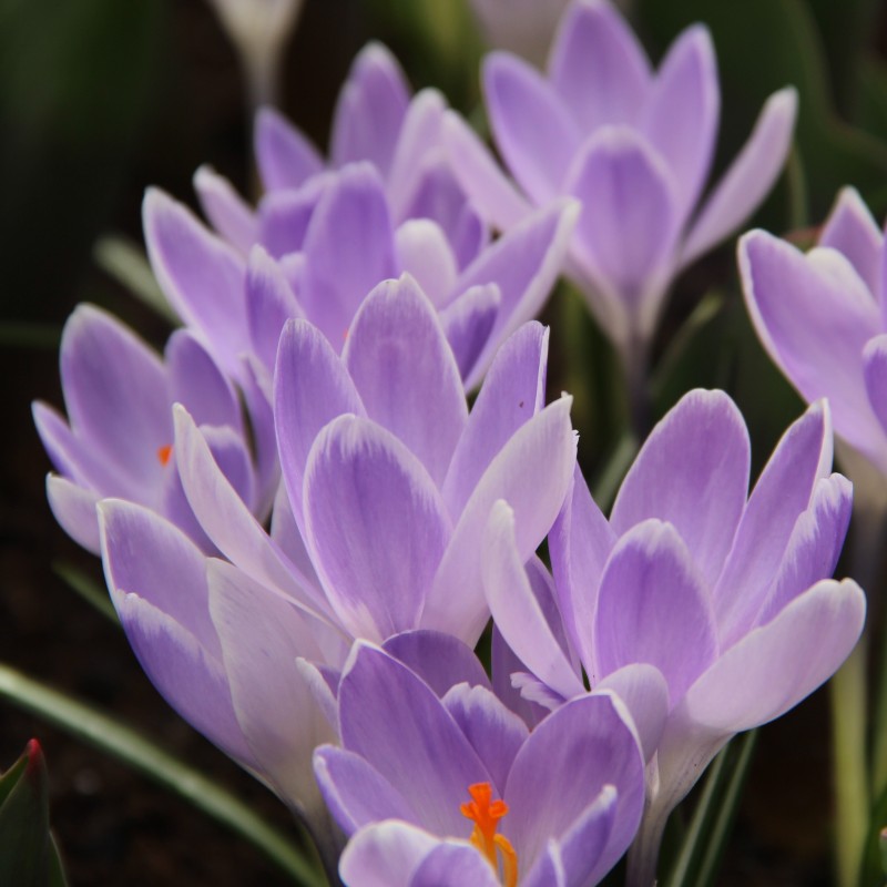 Crocus vernus 'Vanguard'