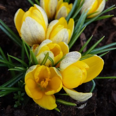Crocus korolkowii 'Milky Girl'