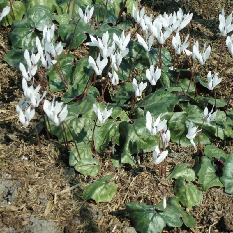 Cyclamen repandum subsp. peloponnesiacum 'Album' 