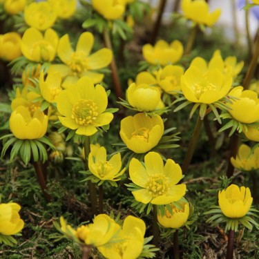 Eranthis cilicica