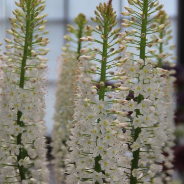 Eremurus himalaicus