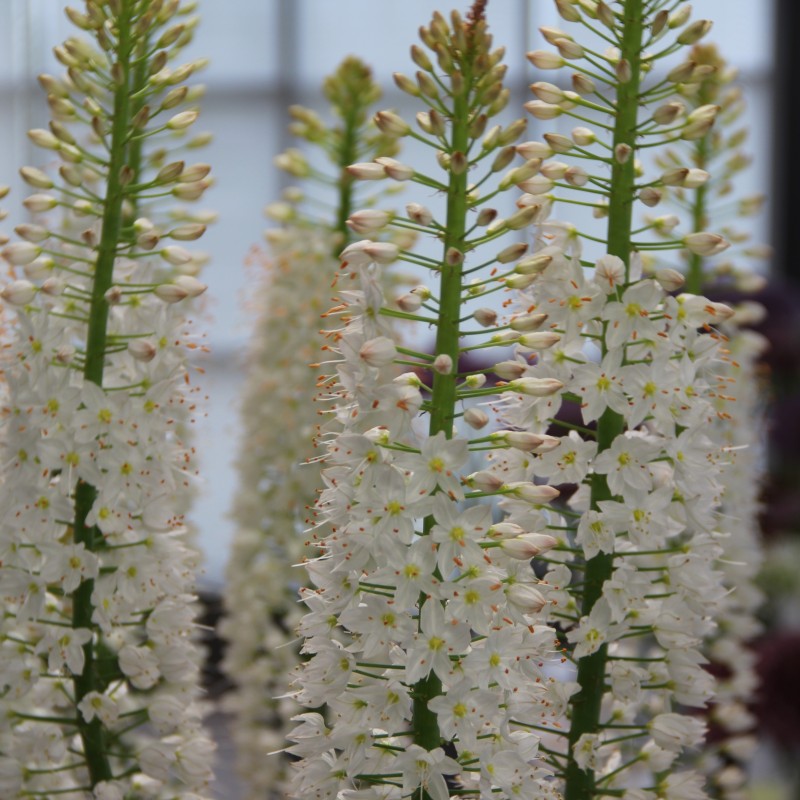 Eremurus himalaicus