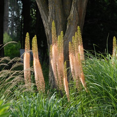 Eremurus 'Romance'