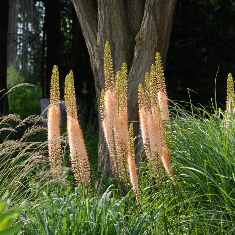 Eremurus 'Romance'
