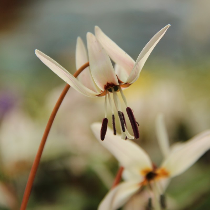 Erythronium dens-canis 'Snowflake'
