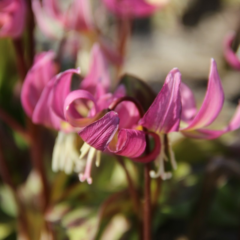 Erythronium x revolutum ‘Grand Old Man’
