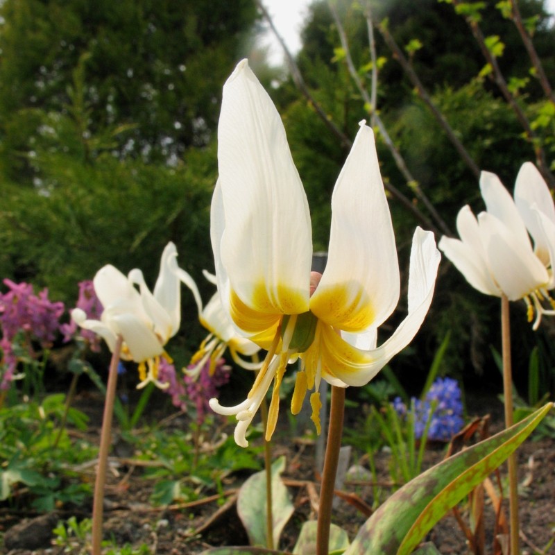 Erythronium caucasicum