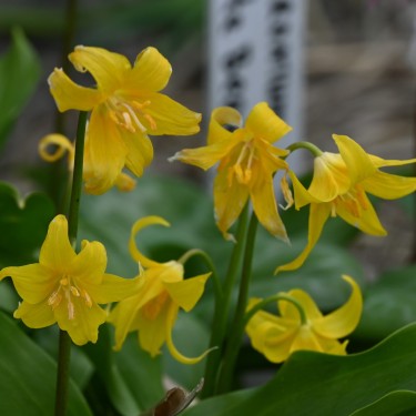 Erythronium tuolumnense