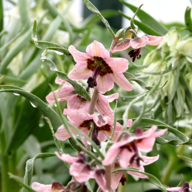 Fritillaria gibbosa