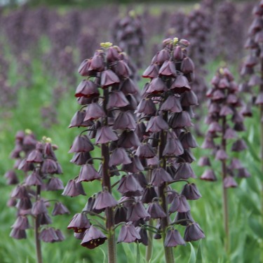 Fritillaria persica 'Twin Towers Tribute'