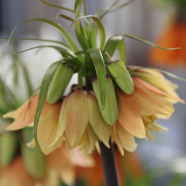 Fritillaria 'Early Fantasy'