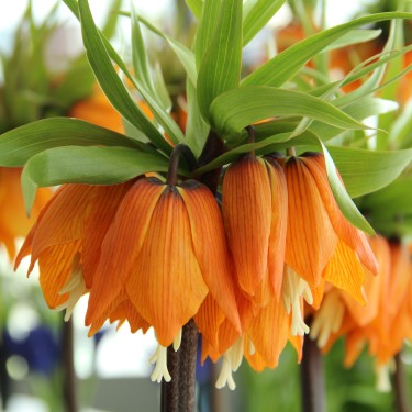 Fritillaria 'Garland Star'
