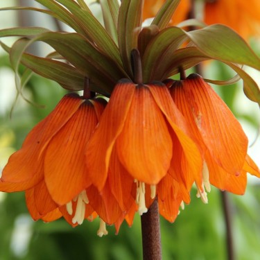 Fritillaria 'Sunset'