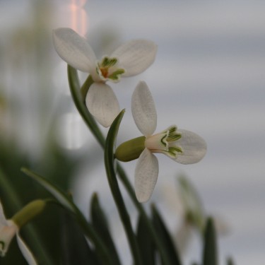 Galanthus alpinus var. bortkewitschianus