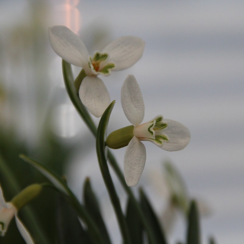 Galanthus alpinus var. bortkewitschianus