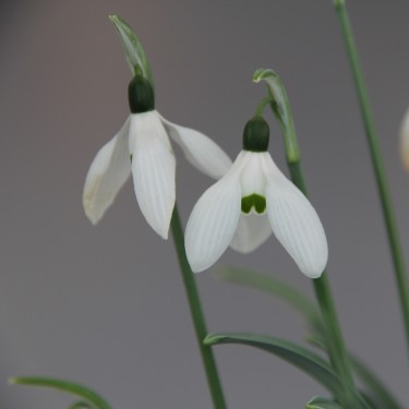 Galanthus 'Happy New Year'