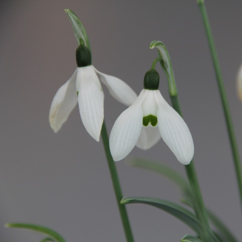 Galanthus 'Happy New Year'