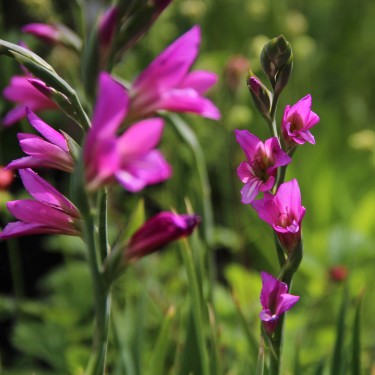 Gladiolus communis subsp. byzantinus