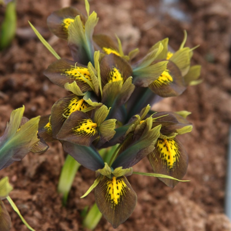 Iris reticulata 'Down to Earth'