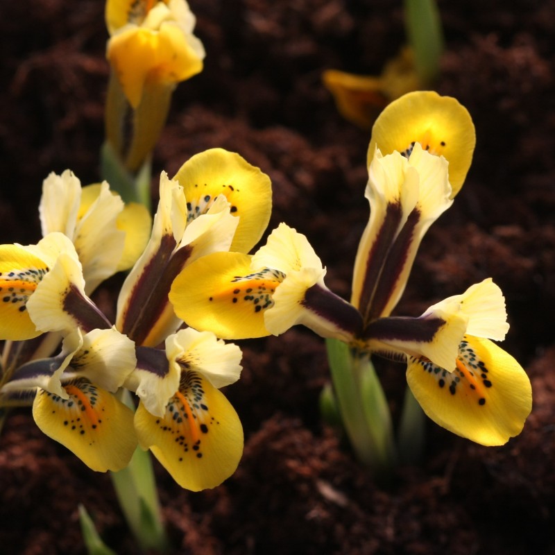 Iris reticulata 'Orange Glow'