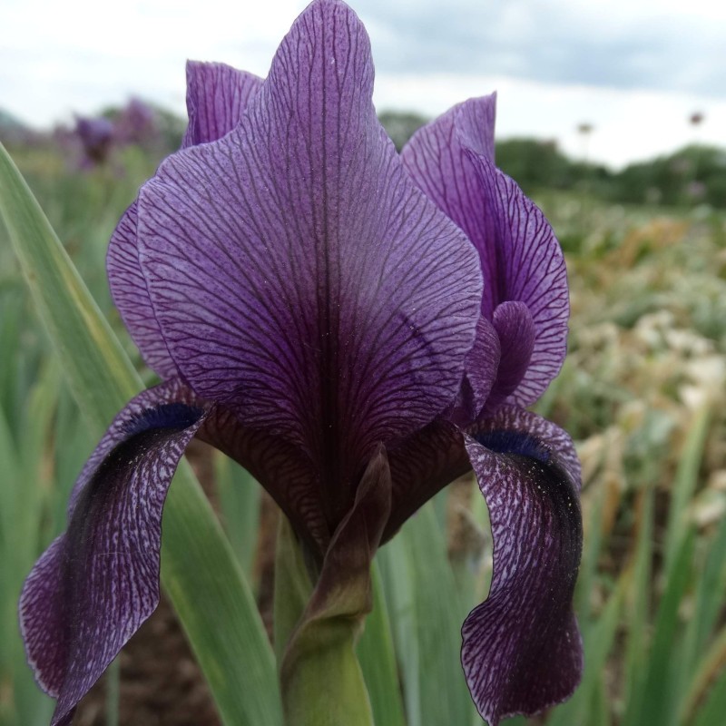 Iris x 'Barmaley'