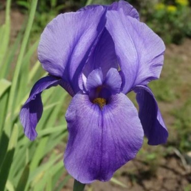 Iris hoogiana 'Purple Dawn'