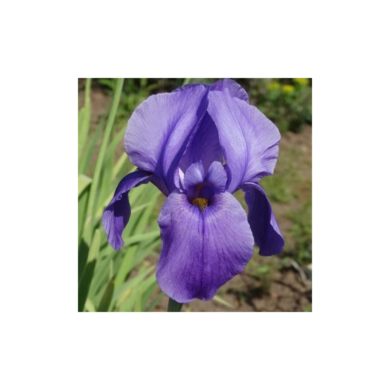 Iris hoogiana 'Purple Dawn'