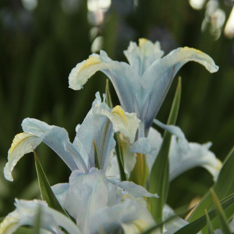Iris aucheri