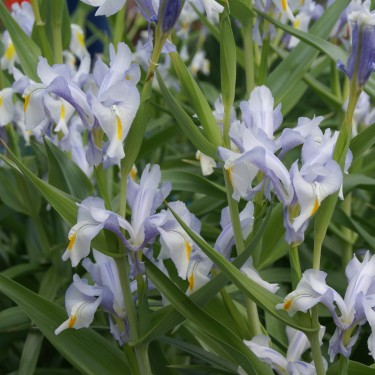 Iris magnifica 