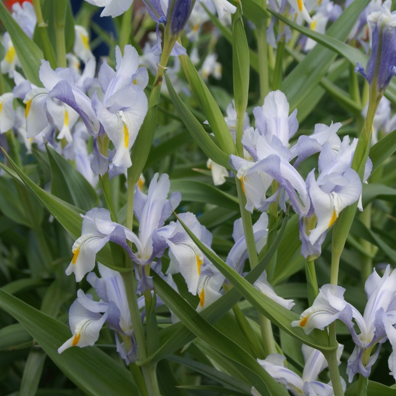 Iris magnifica 