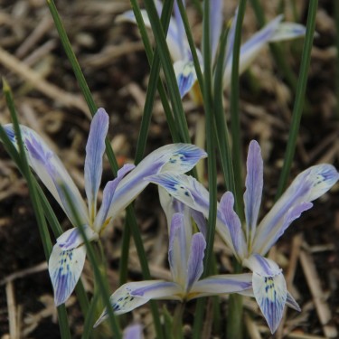 Iris reticulata 'Painted Lady'