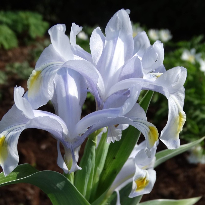 Iris x 'Evening Shade'