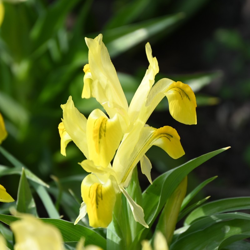 Iris 'Golden Trophy'