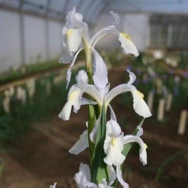 Iris aucheri 'Snow White'